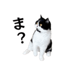 猫のハムスケ__Vo.4（個別スタンプ：18）