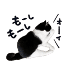 猫のハムスケ__Vo.4（個別スタンプ：19）