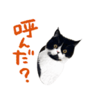 猫のハムスケ__Vo.4（個別スタンプ：20）
