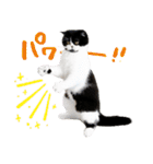 猫のハムスケ__Vo.4（個別スタンプ：21）
