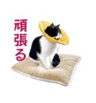 猫のハムスケ__Vo.4（個別スタンプ：22）