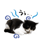 猫のハムスケ__Vo.4（個別スタンプ：23）