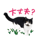 猫のハムスケ__Vo.4（個別スタンプ：24）
