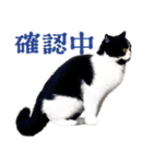 猫のハムスケ__Vo.4（個別スタンプ：26）