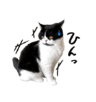 猫のハムスケ__Vo.4（個別スタンプ：30）
