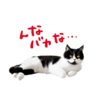 猫のハムスケ__Vo.4（個別スタンプ：31）