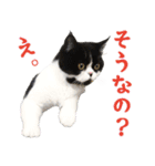 猫のハムスケ__Vo.4（個別スタンプ：33）