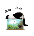 猫のハムスケ__Vo.4（個別スタンプ：34）