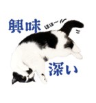 猫のハムスケ__Vo.4（個別スタンプ：35）