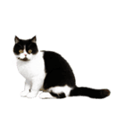 猫のハムスケ__Vo.4（個別スタンプ：36）