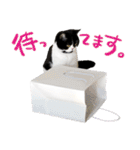 猫のハムスケ__Vo.4（個別スタンプ：38）