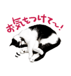 猫のハムスケ__Vo.4（個別スタンプ：39）