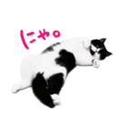 猫のハムスケ__Vo.4（個別スタンプ：40）