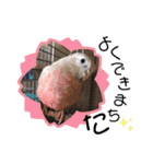 ザ・ピートルズ⓪（個別スタンプ：37）