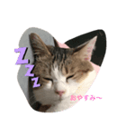 momocyan3（個別スタンプ：1）