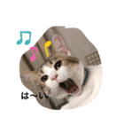 momocyan3（個別スタンプ：2）