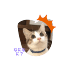 momocyan3（個別スタンプ：3）