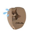 momocyan3（個別スタンプ：4）