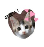 momocyan3（個別スタンプ：5）