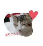 momocyan3（個別スタンプ：8）