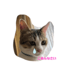 momocyan1（個別スタンプ：1）