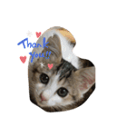 momocyan1（個別スタンプ：3）