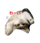momocyan1（個別スタンプ：4）