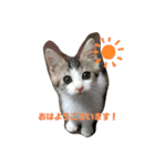momocyan1（個別スタンプ：7）
