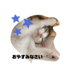 momocyan1（個別スタンプ：8）
