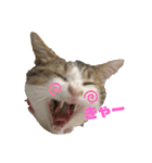 momocyan1（個別スタンプ：10）