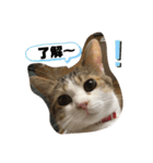 momocyan1（個別スタンプ：11）