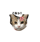 momocyan1（個別スタンプ：13）
