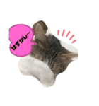 momocyan1（個別スタンプ：14）