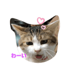 momocyan1（個別スタンプ：15）