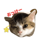 momocyan2（個別スタンプ：1）
