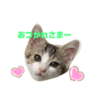 momocyan2（個別スタンプ：3）