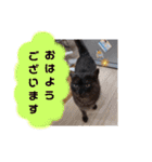 横山家のお猫様3"仕事用"（個別スタンプ：1）