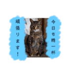 横山家のお猫様3"仕事用"（個別スタンプ：2）