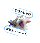 横山家のお猫様3"仕事用"（個別スタンプ：3）