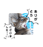 横山家のお猫様3"仕事用"（個別スタンプ：4）