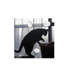 横山家のお猫様3"仕事用"（個別スタンプ：5）