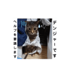 横山家のお猫様3"仕事用"（個別スタンプ：9）