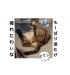 横山家のお猫様3"仕事用"（個別スタンプ：10）