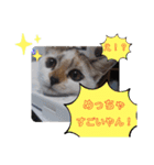 横山家のお猫様3"仕事用"（個別スタンプ：12）