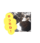 横山家のお猫様3"仕事用"（個別スタンプ：13）