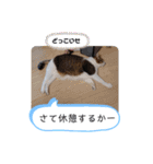 横山家のお猫様3"仕事用"（個別スタンプ：14）