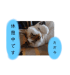 横山家のお猫様3"仕事用"（個別スタンプ：15）