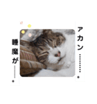 横山家のお猫様3"仕事用"（個別スタンプ：16）