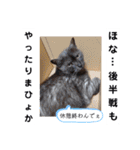 横山家のお猫様3"仕事用"（個別スタンプ：17）