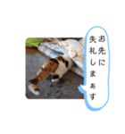 横山家のお猫様3"仕事用"（個別スタンプ：19）
